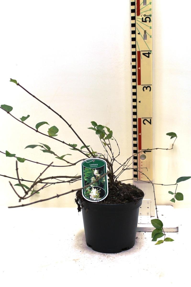 Lonicera fragrantissima, D 19 cm