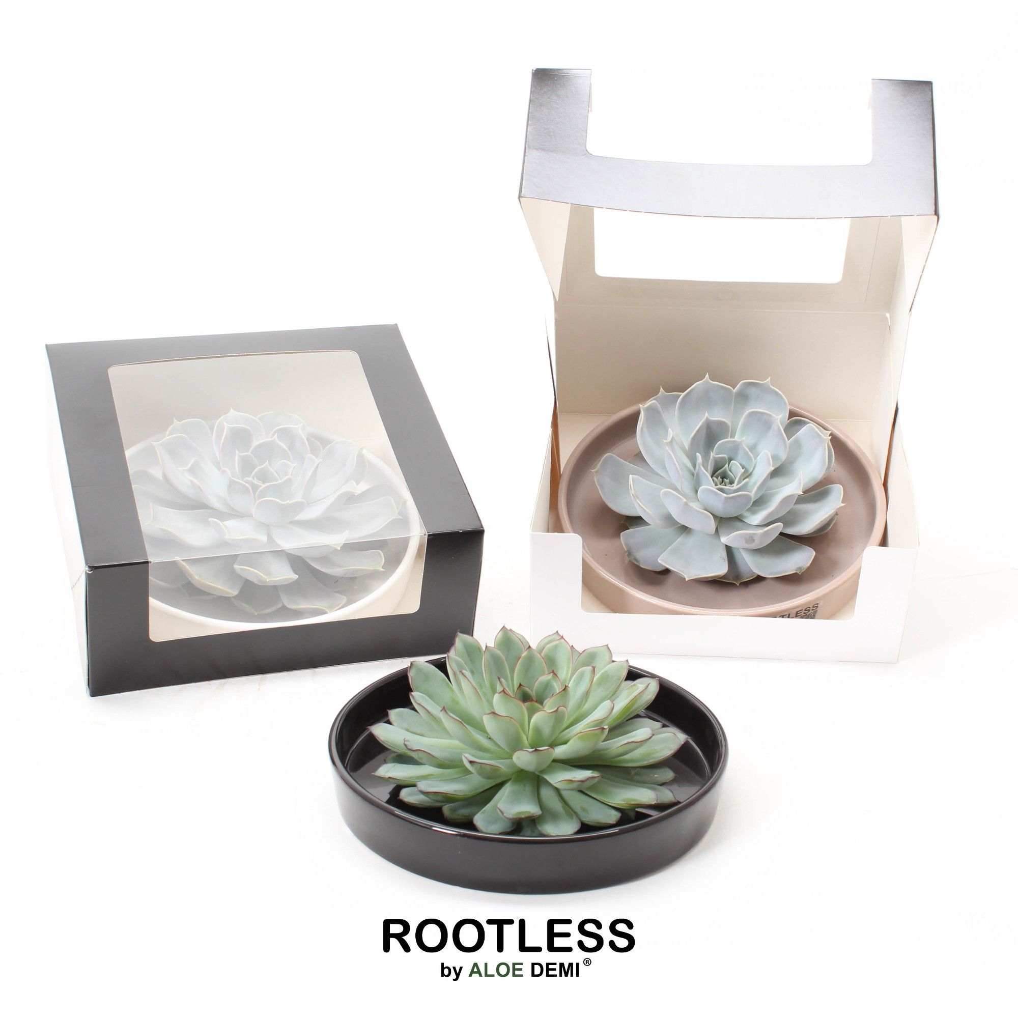 ROOTLESS Echeveria, Panda bowl - black box, D 21