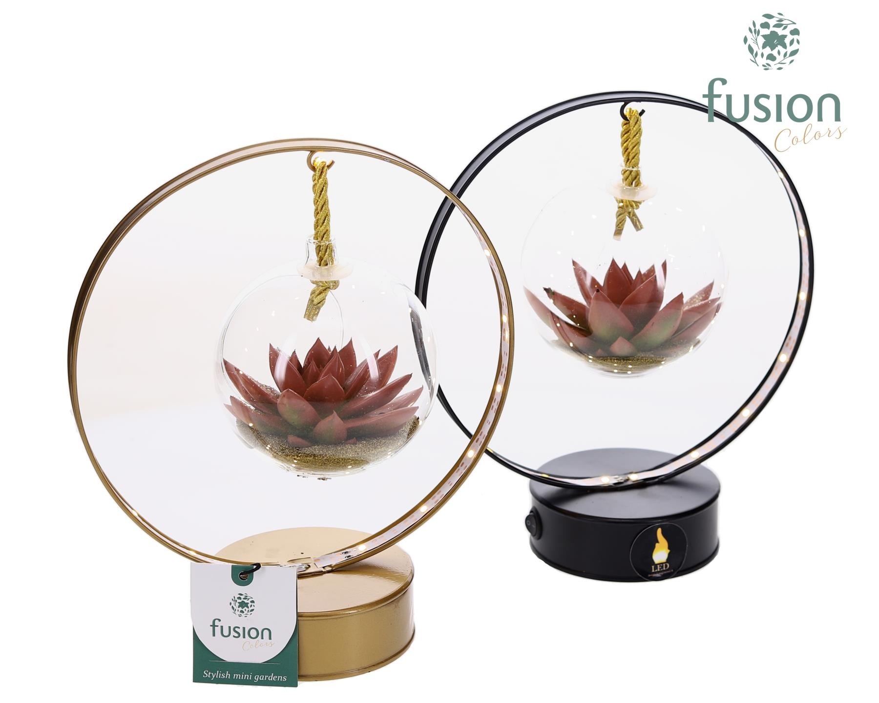 LED Boog metaal zwart en goud Kerst met Succulent, D 20 cm