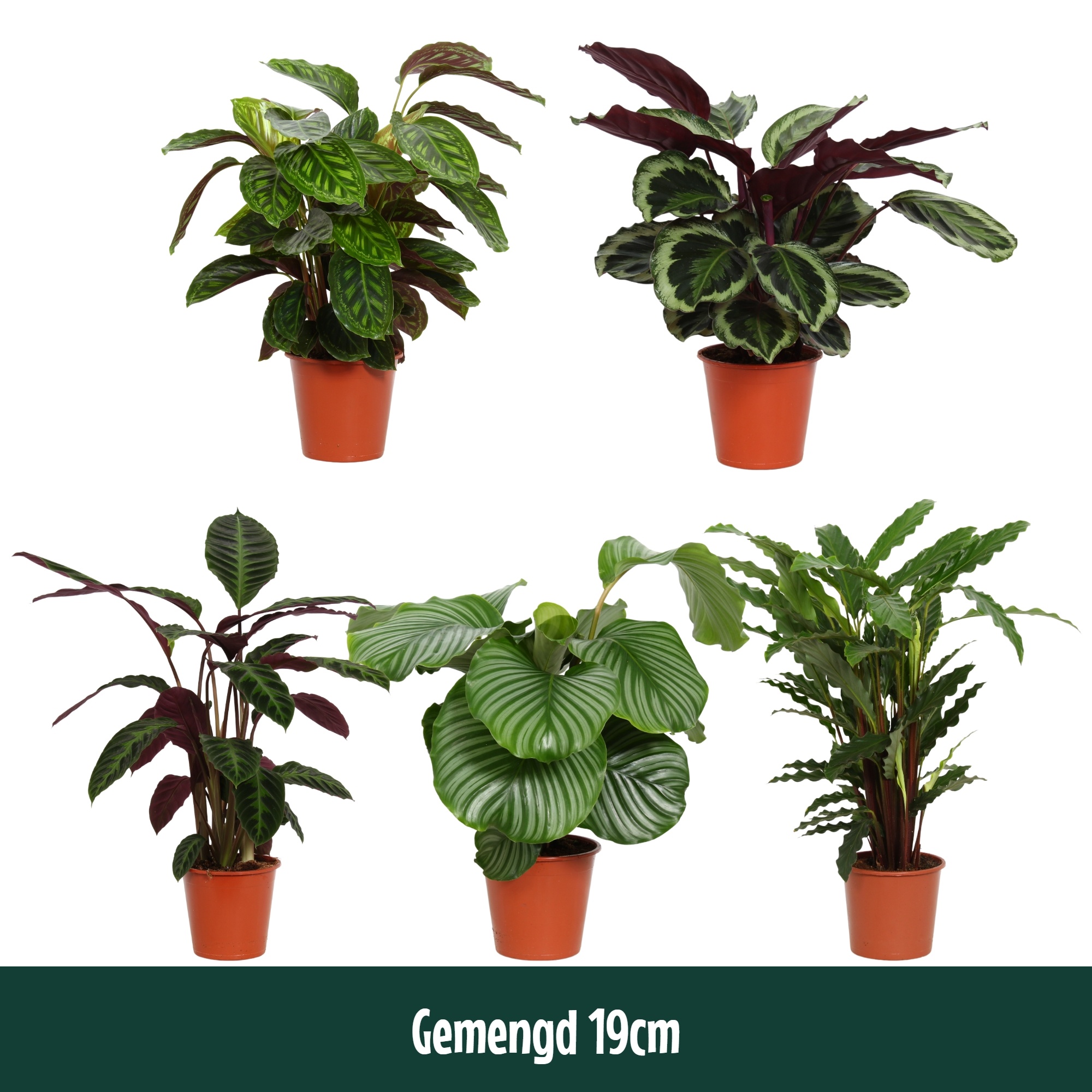 Calathea 19cm gemengd - Living, D 19
