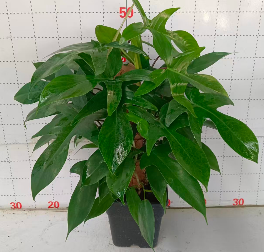 Филодендрон флорида грин 14 12 50