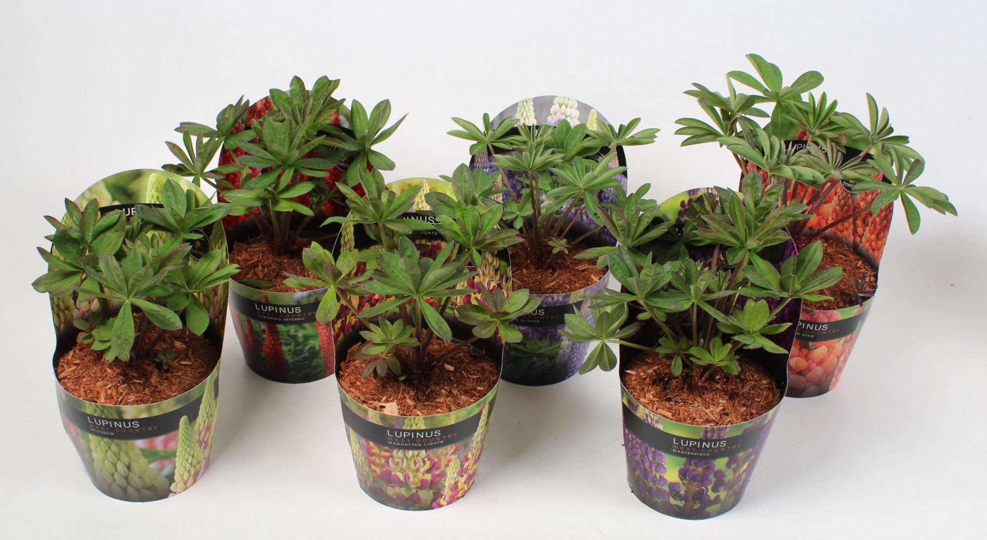 Lupinus 'West Country' Mix - 17 cm in potcover, D 17