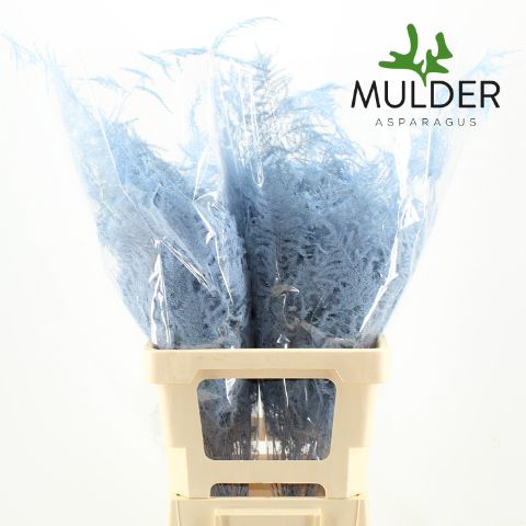 Аспарагус Овериг Крашеный (краш. ) 65, шт.