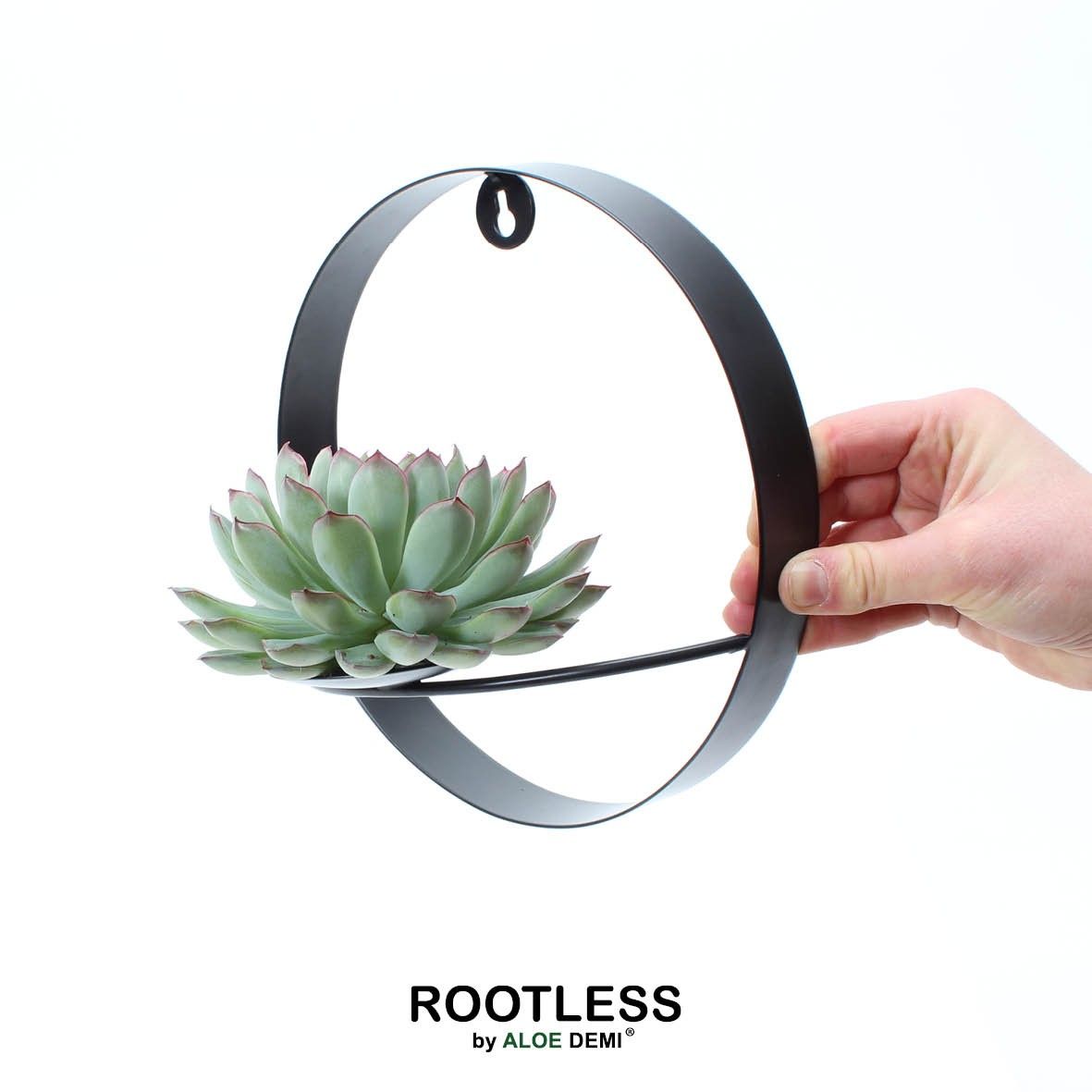 ROOTLESS Echeveria pulidonis, black metal for wall, D 22