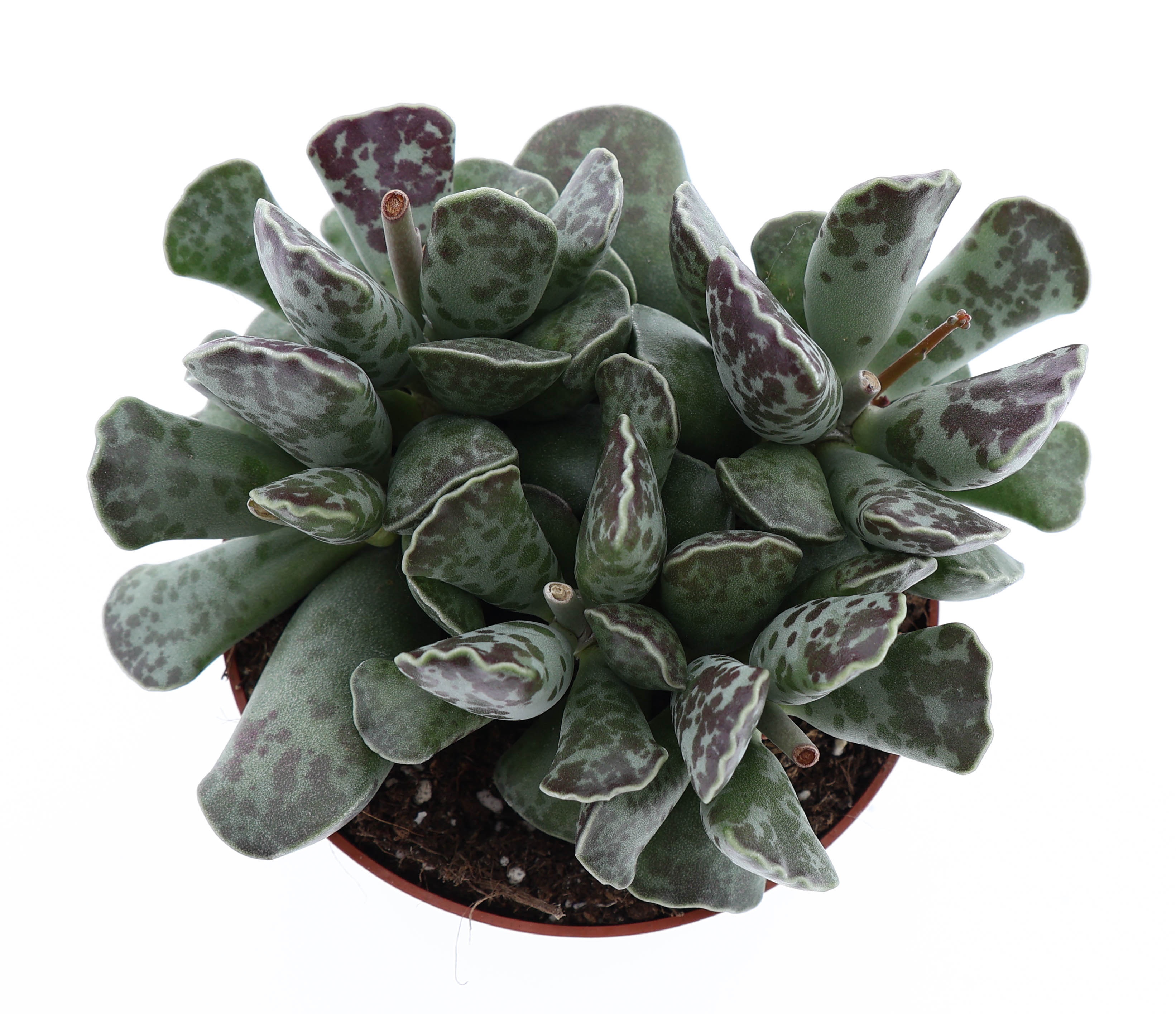 Adromischus cooperii, D 10,5