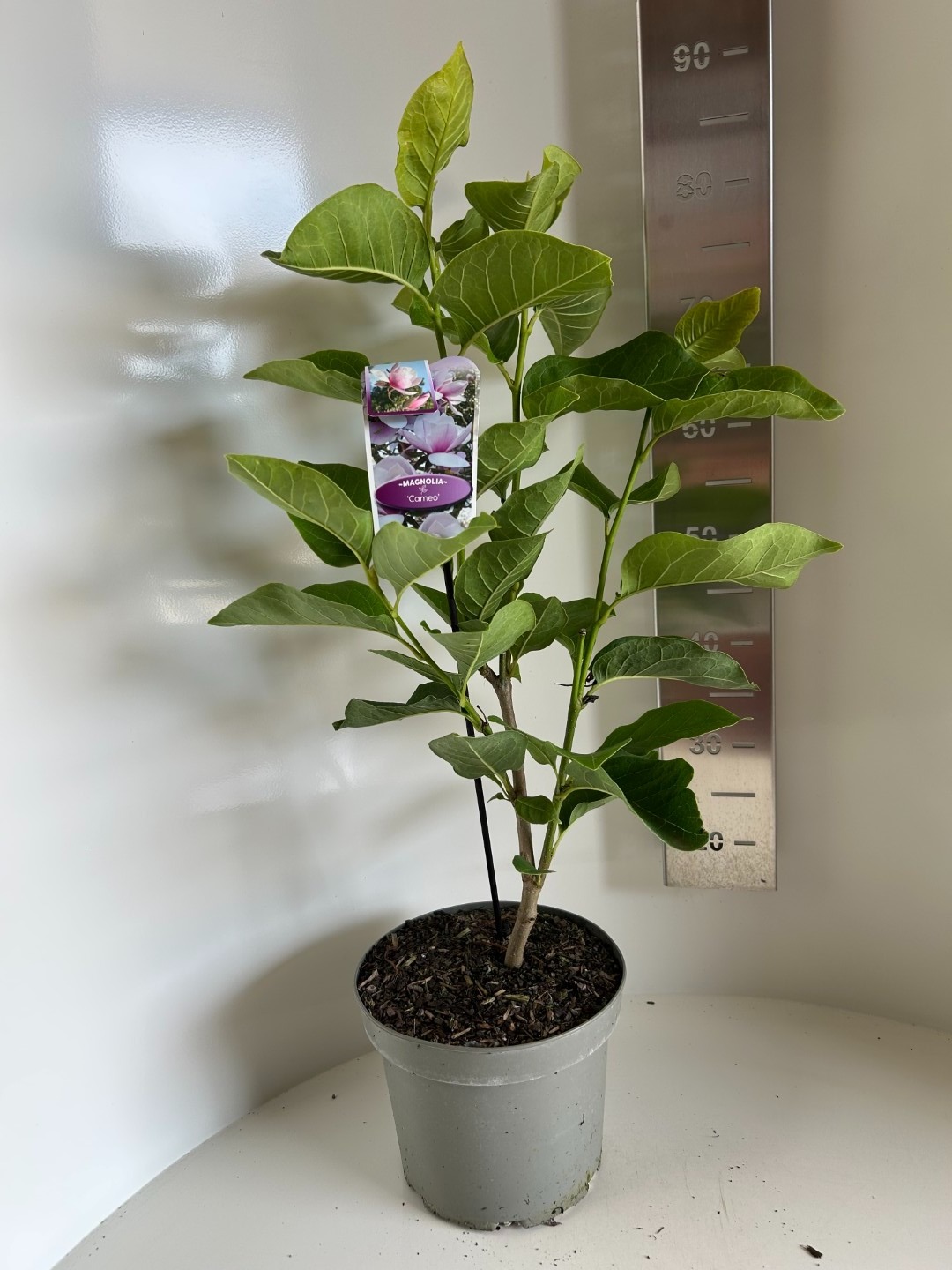 Magnolia soulangeana Cameo, D 23 cm