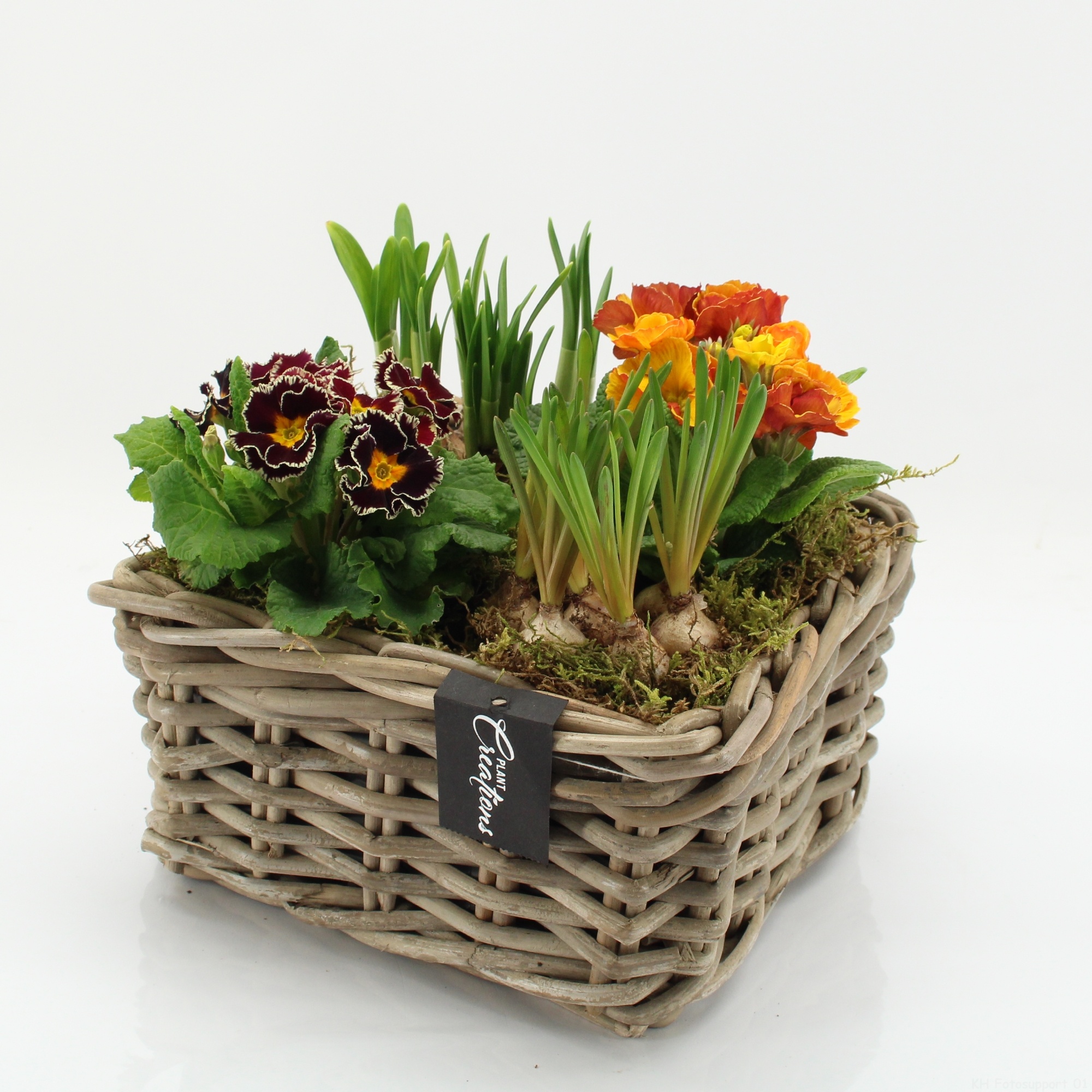 PMCR-2608 Primula creations, D 23