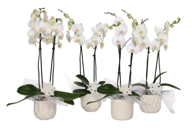Dolomite p12 White mix Phal white 2T14+, D 12