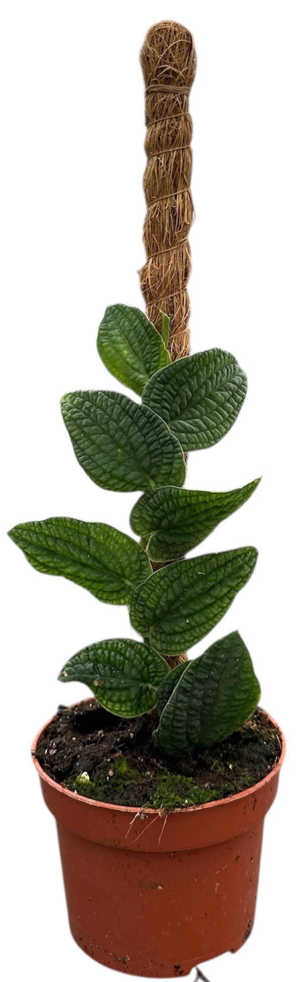 Rhaphidophora Tenuis Silver, D 10,5