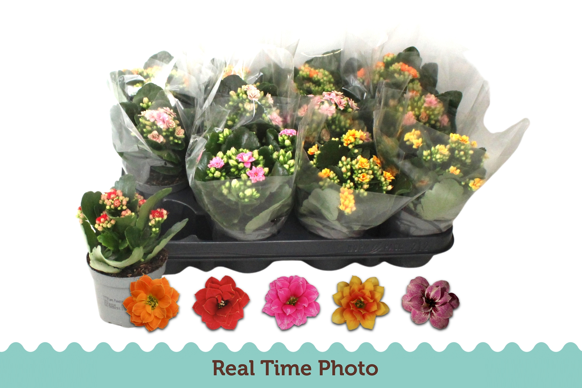 Kalanchoe Double Mix 5 kleuren, D 9 cm