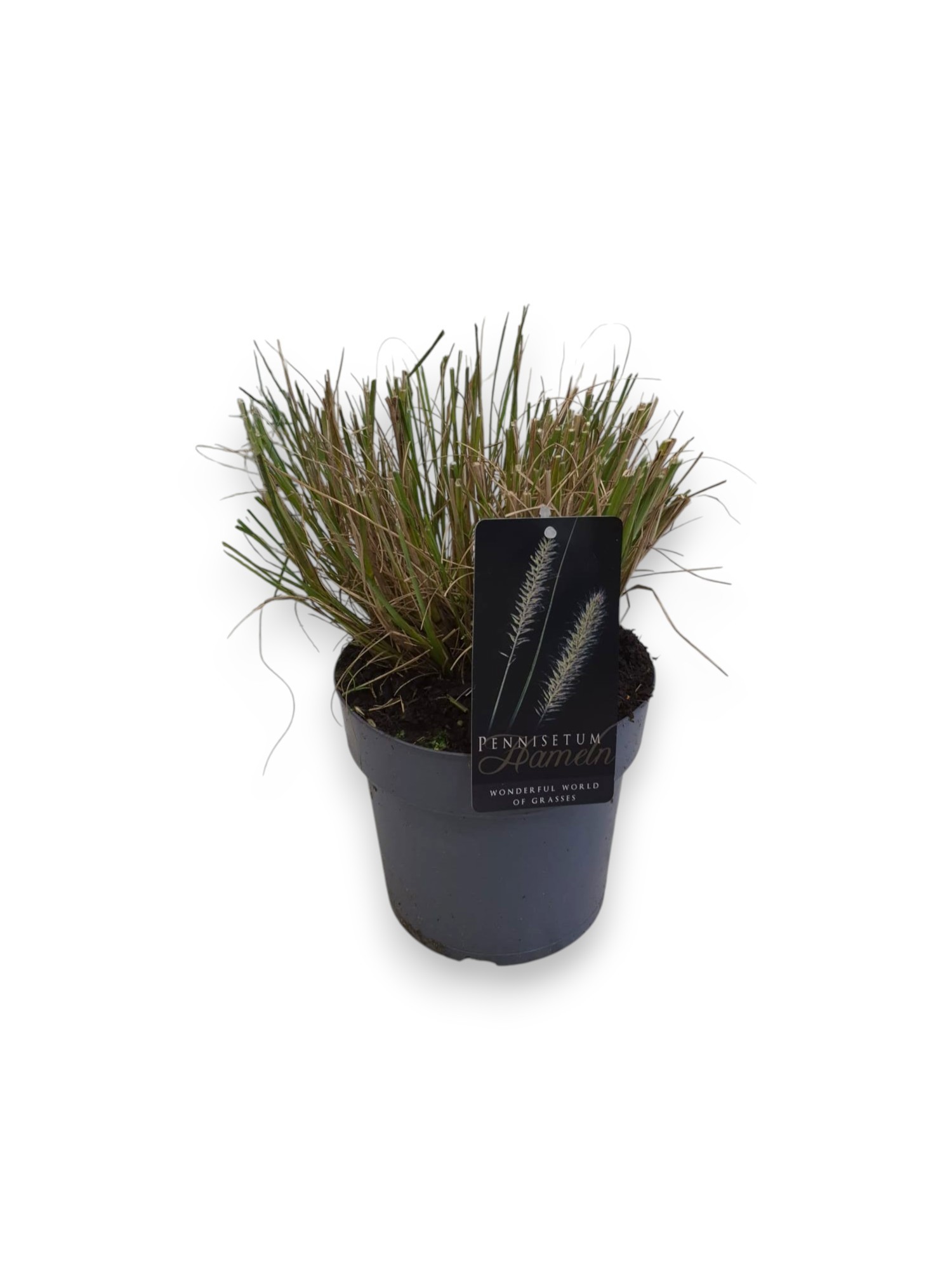 Pennisetum al. 'Hameln' C3/P19, D 19