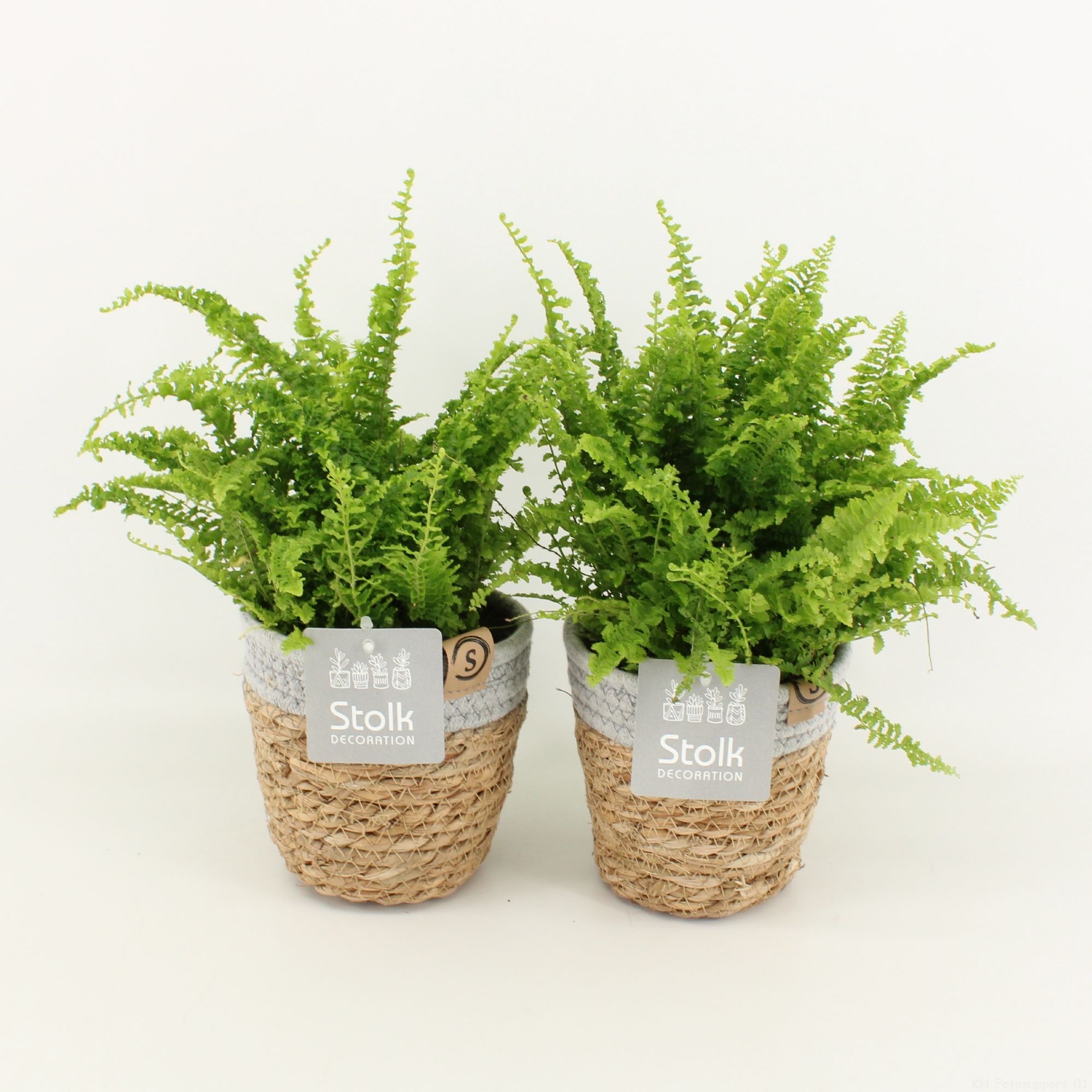 Varens in Basket, D 13 cm