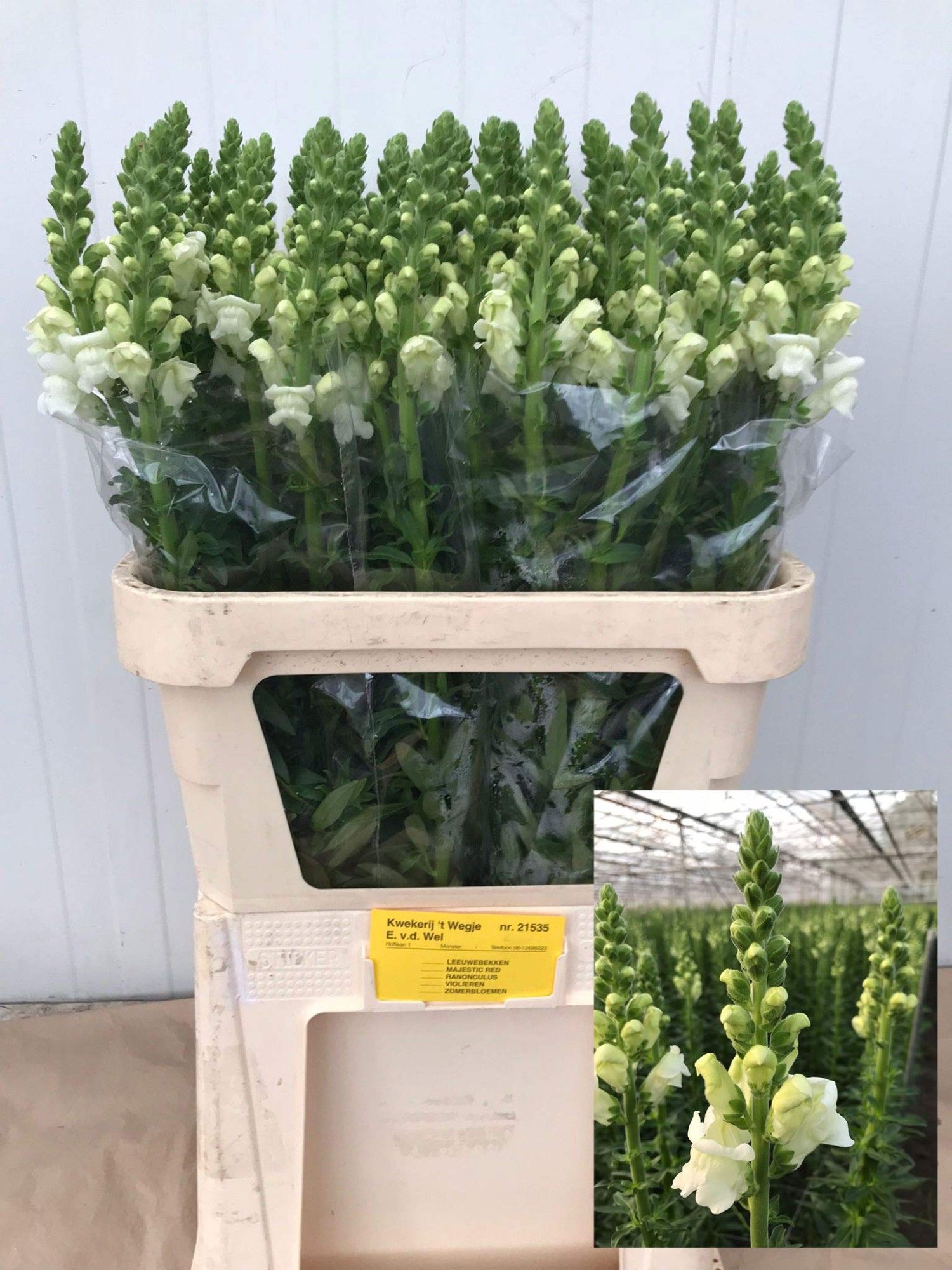 Антирринум Потомак Айвори Вайт, шт.