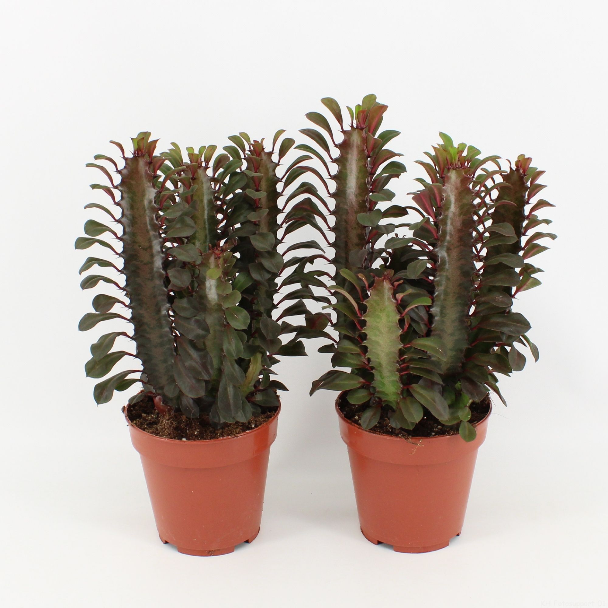 Euphorbia Trigona Rubra, D 12