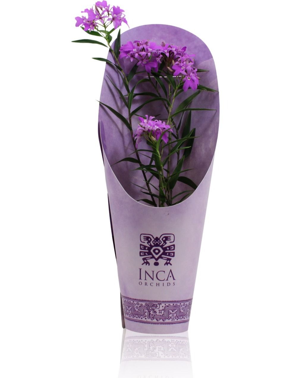Inca Epidendrum Centropetalum 'Panama' 9cm Purple Pleasure cover, D 9