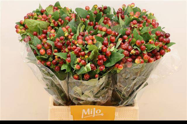 Гипперикум Мэджикал Черри 40, шт.