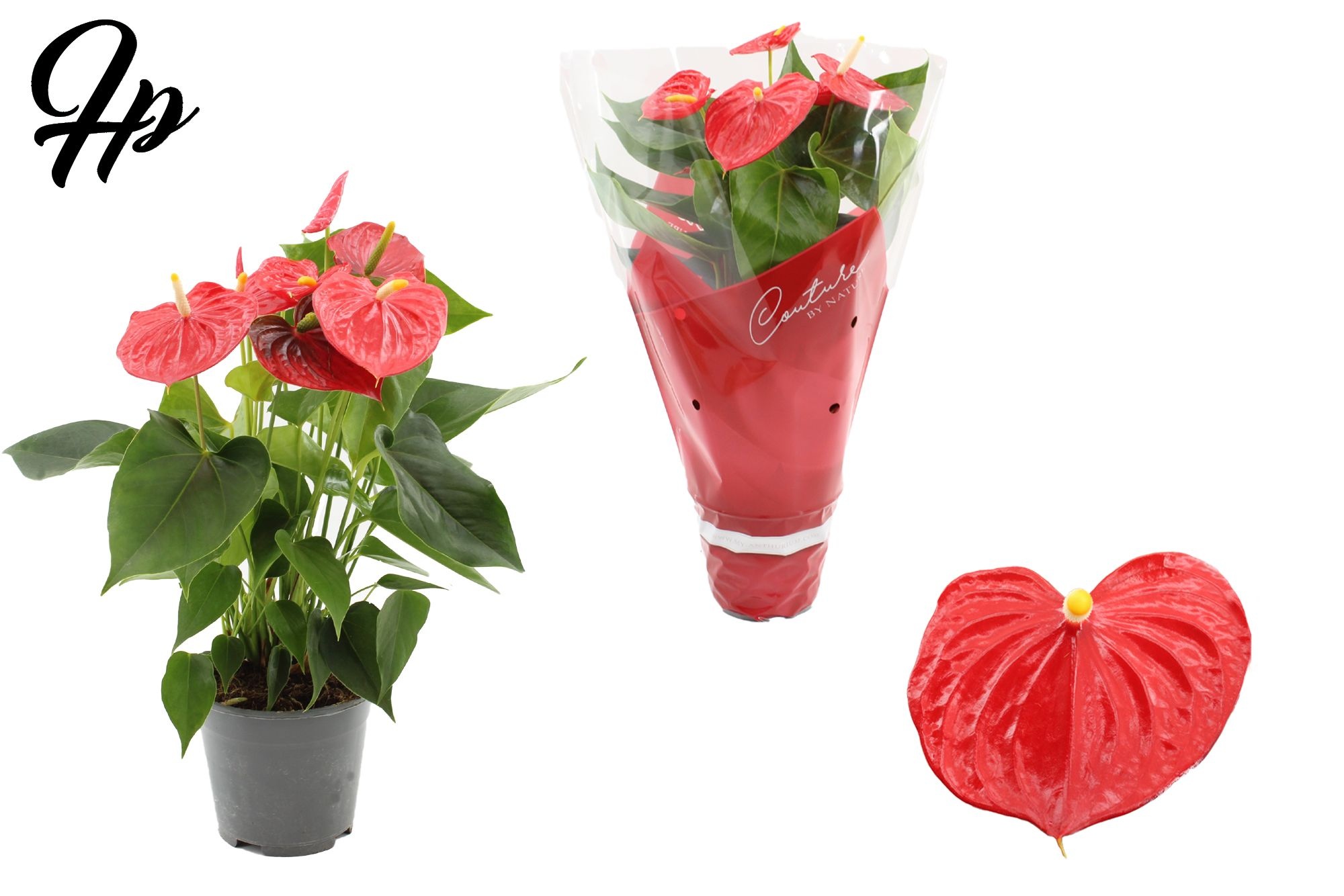 Anthurium 14 cm Esudo in Couture sleeve, D 14