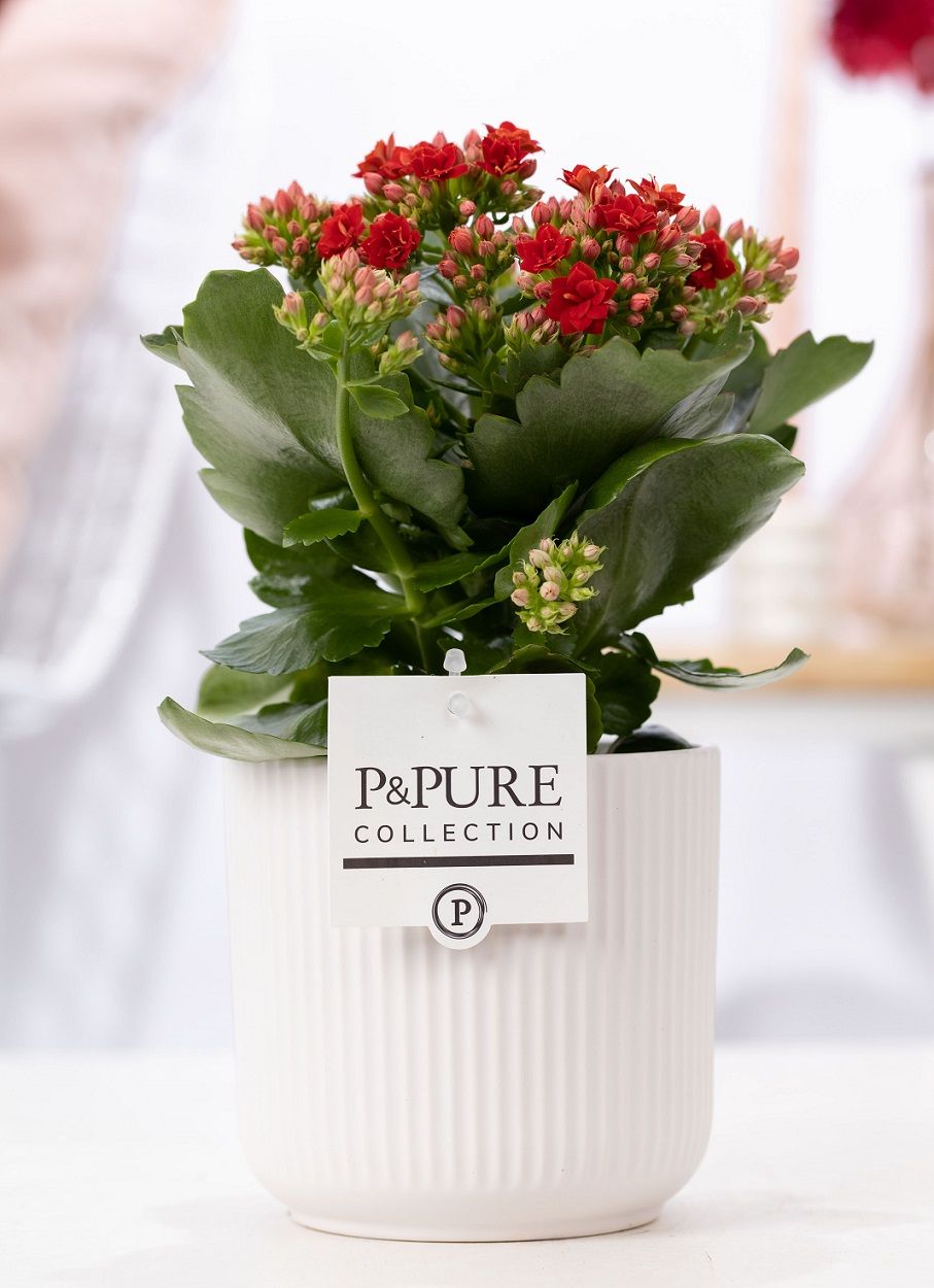 Kalanchoe red in P&PURE Sophie ceramics white, D 12