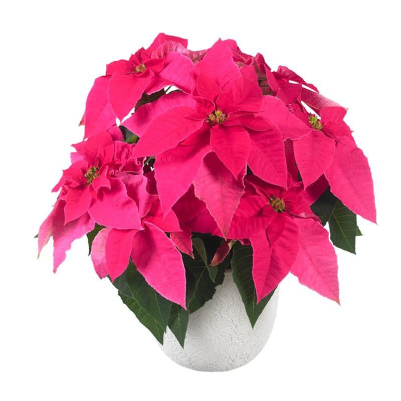 EUPHORBIA PULCHERRIMA GRENET 'PRINC. HOT PINK', D 13 cm