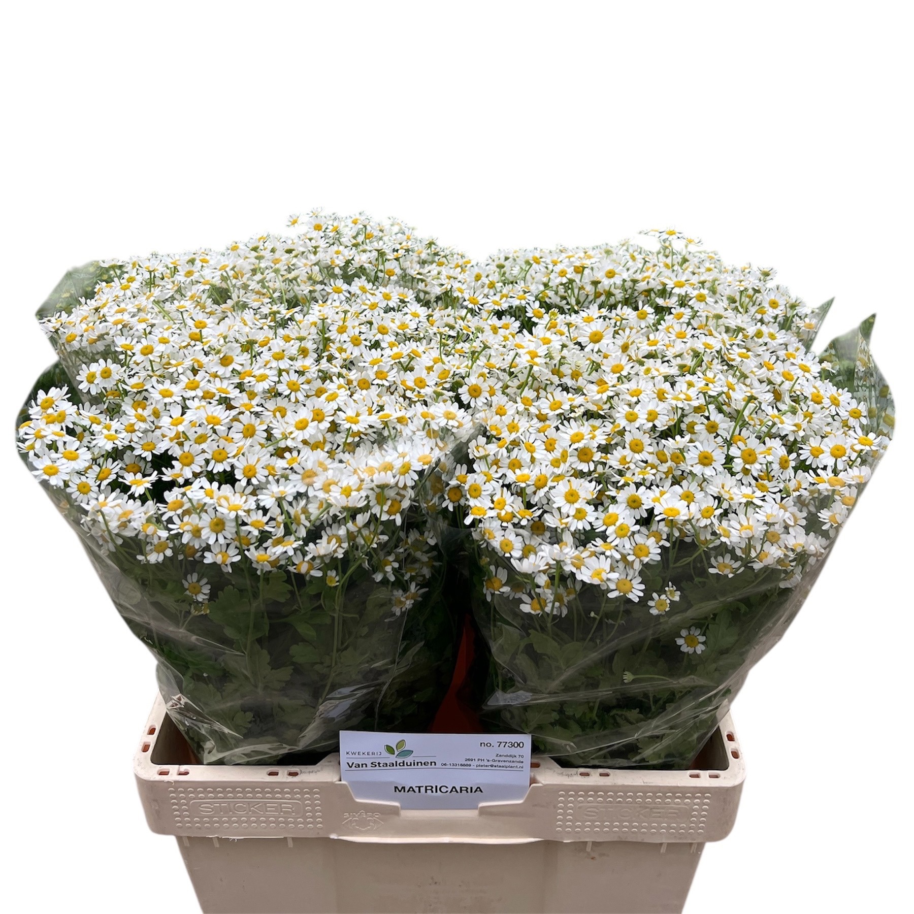 Танацетум Камерон 60 (бел.), шт.