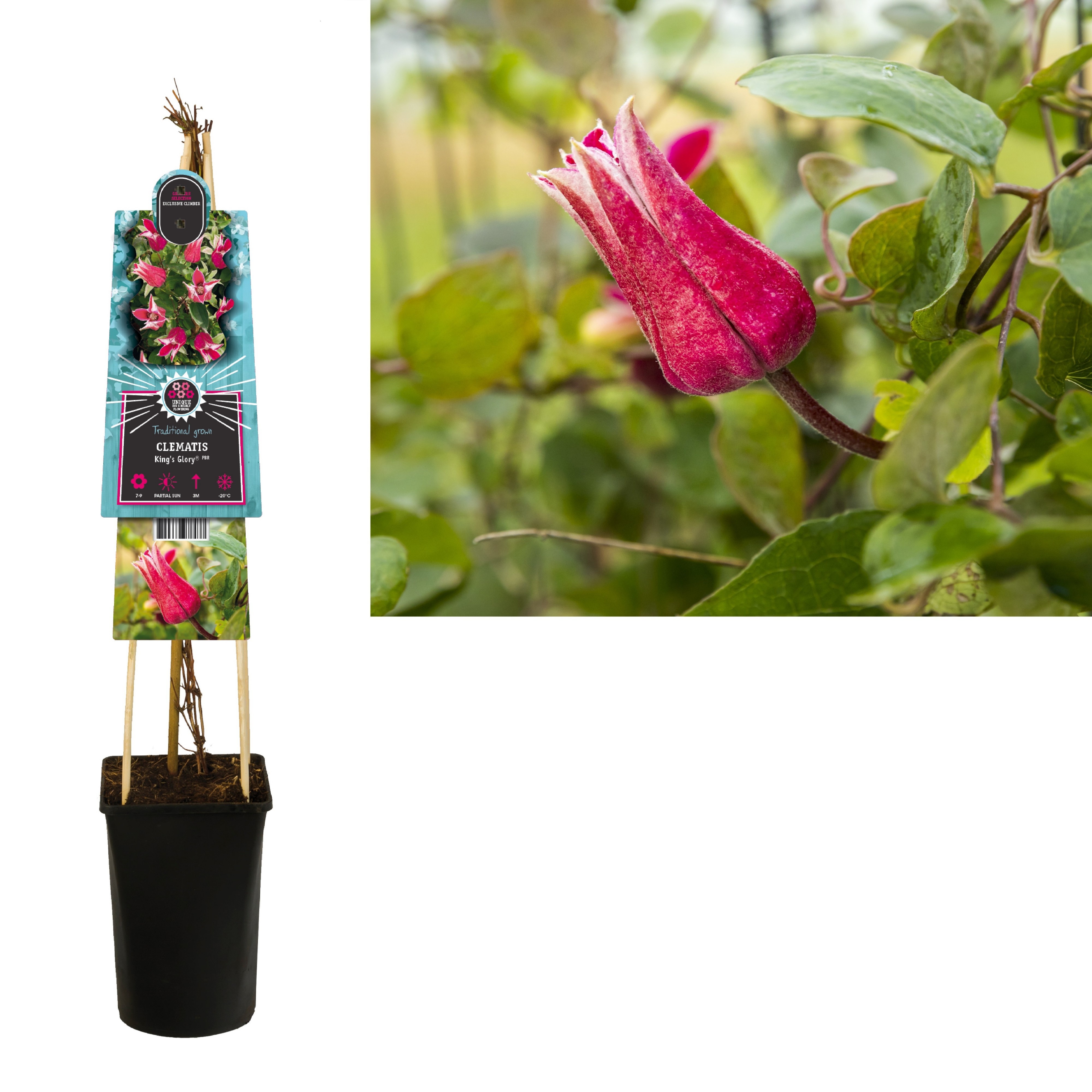 Clematis King's Glory PBR +light label, D 17