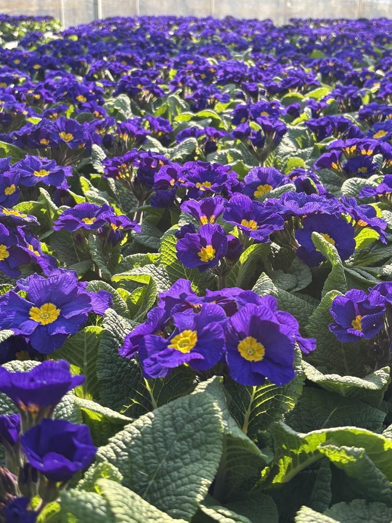 PRIMULA VERIS 'BLÅ', D 11