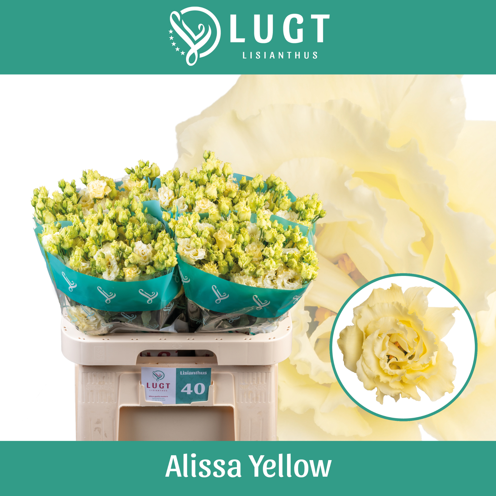 Эустома Алисса Еллоу 70 (желт.), шт.