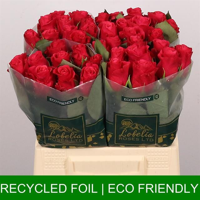 Роза од. Такази+ 40, шт.