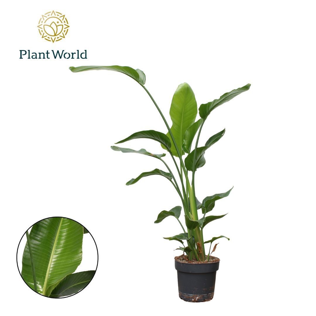 Strelitzia Nicolai 3 PP (zonder bloem) 120-140cm, D 24