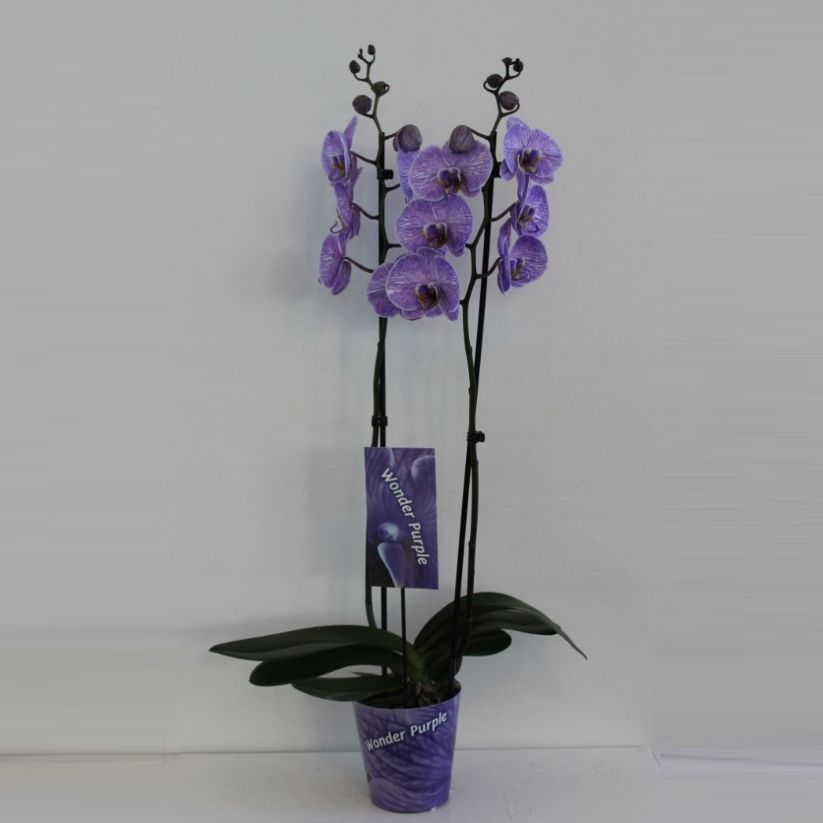 Wonder Purple 2 tak, D 12 cm