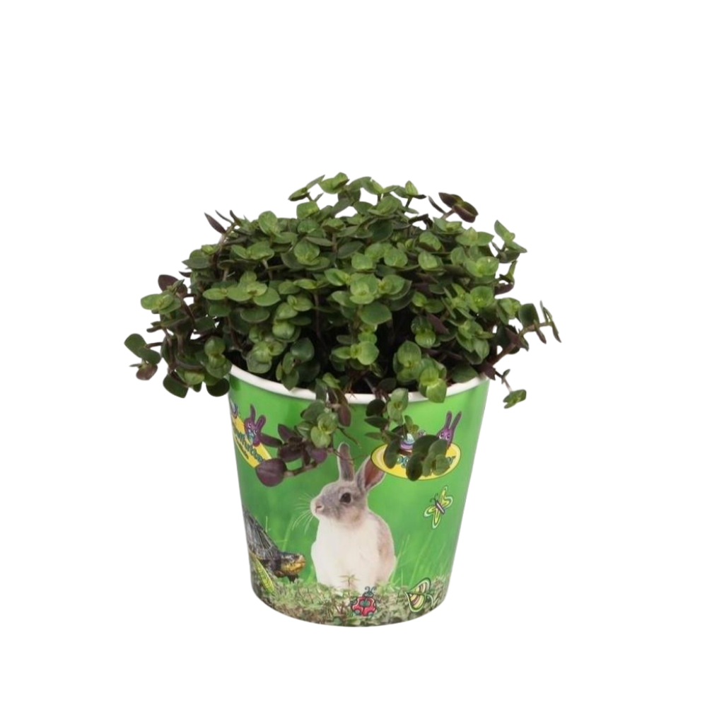 Calissia repens in beker, D 12