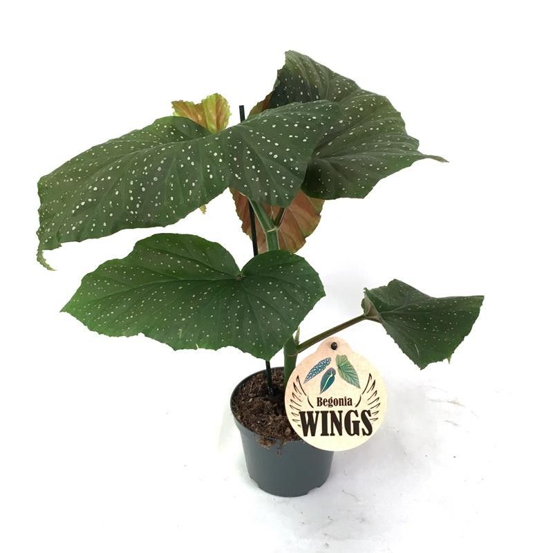 BEGONIA X CORALLINA 'Wing', D 12