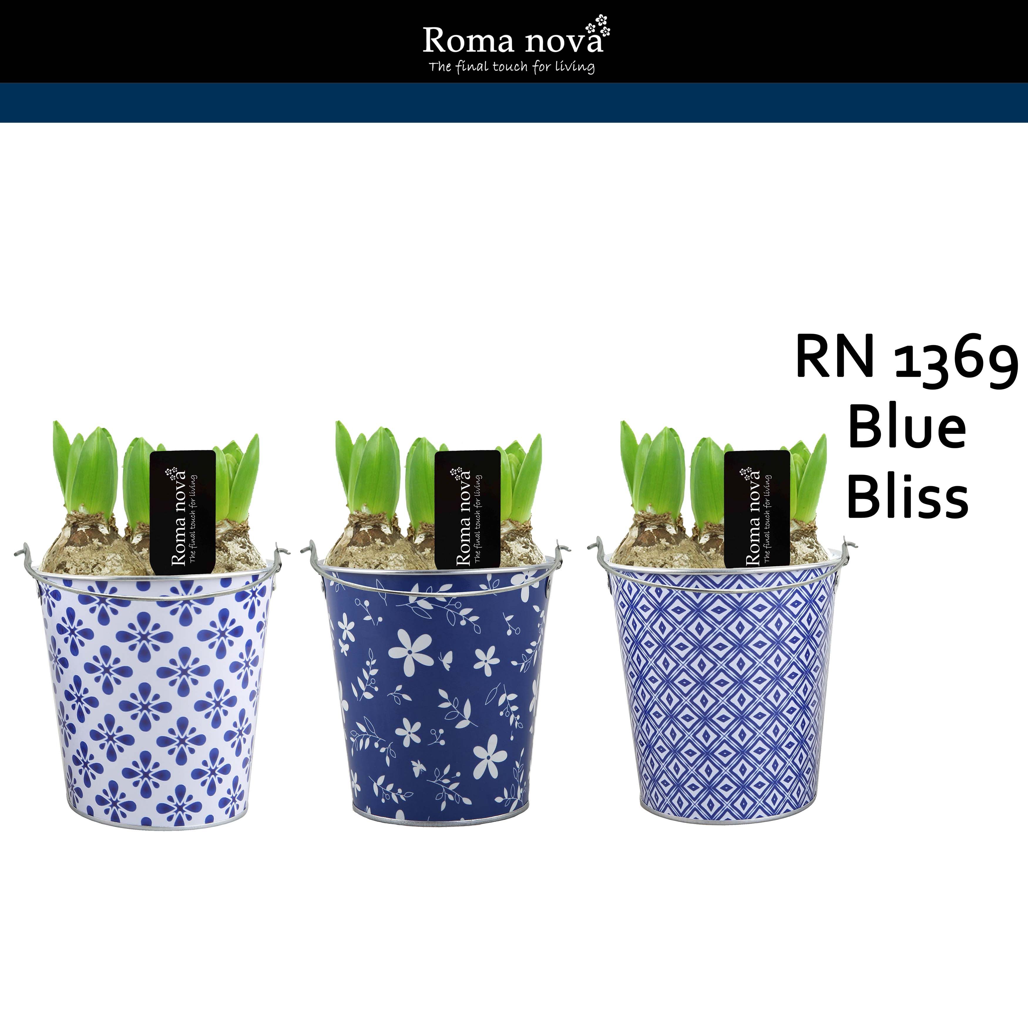 1369 - Blue Bliss (Hyacint), D 14 cm