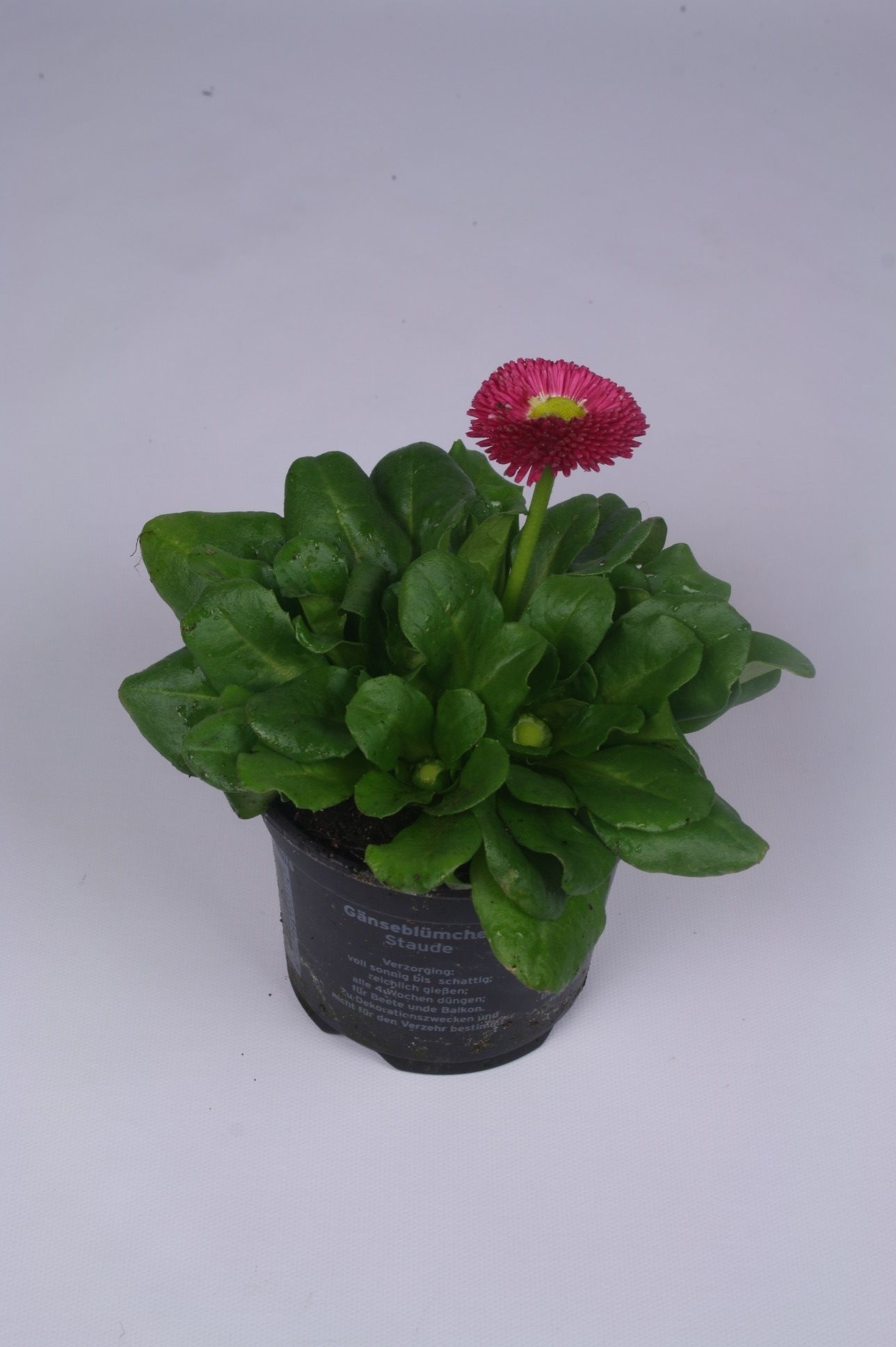 Bellis perennis rood, D 9