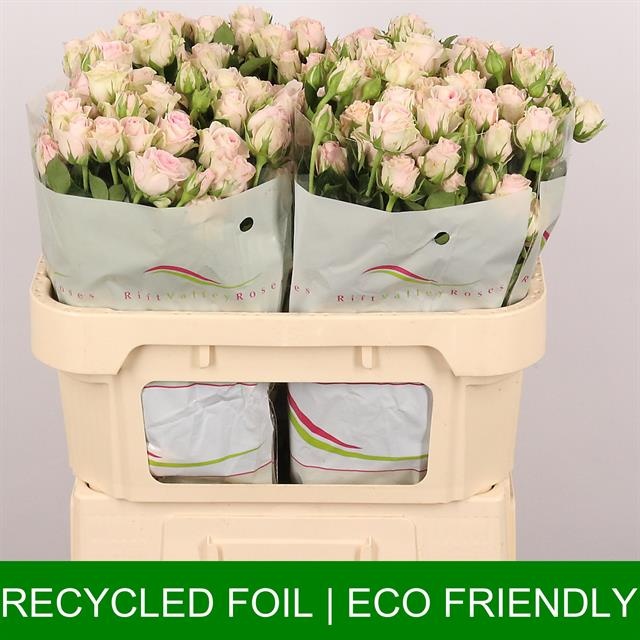 Роза куст. Гуд Муд 70, шт.