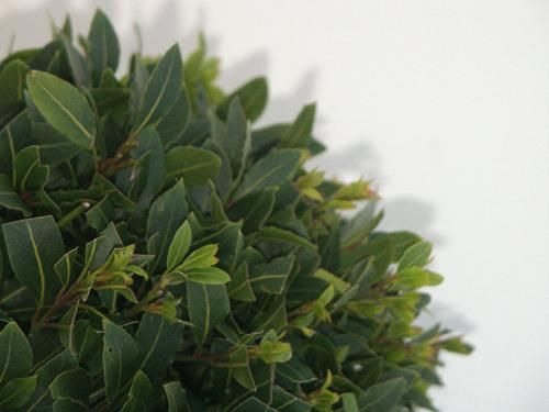 Laurus nobilis Bol op stam - Vlaamse laurier Europees Erkend, D 34