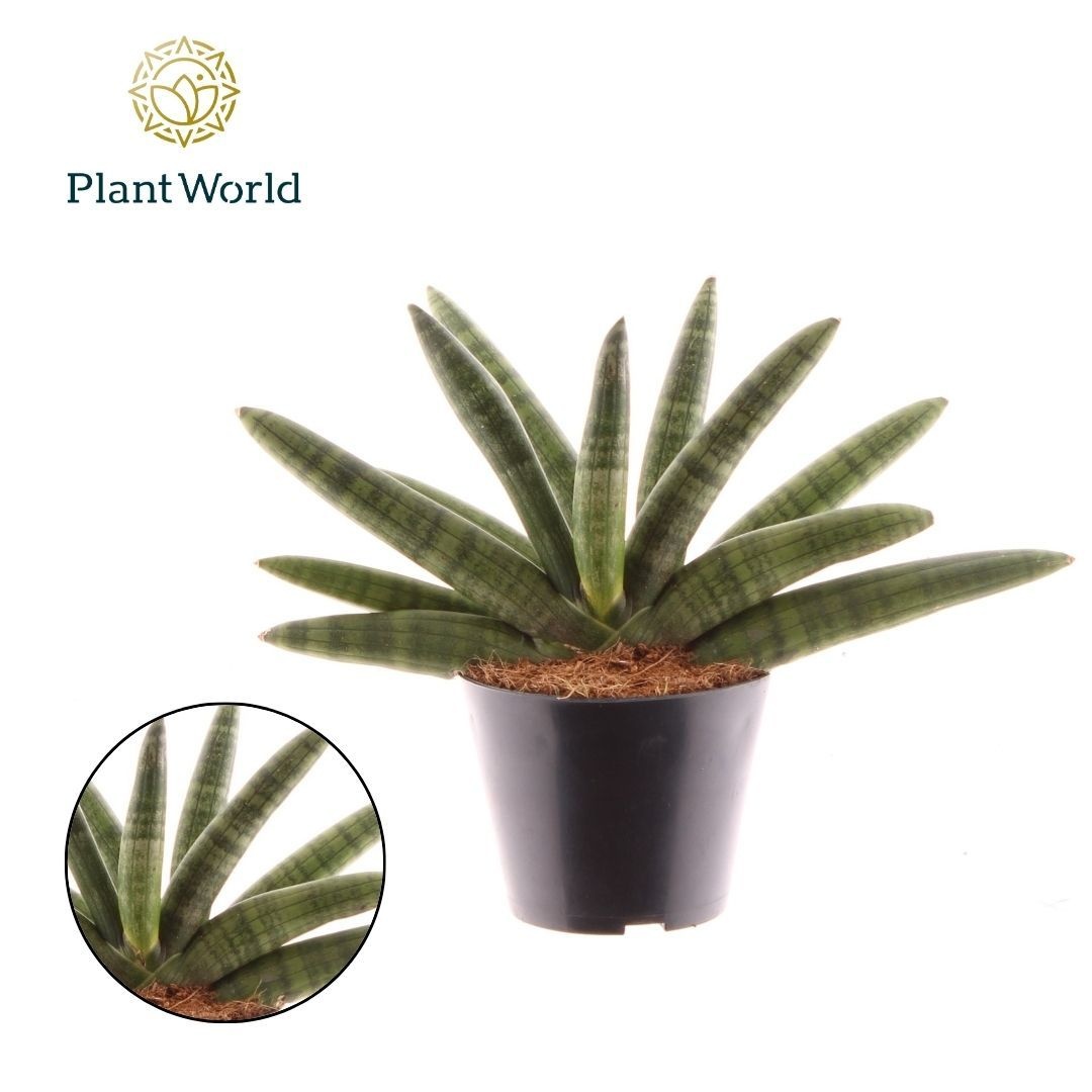 Sansevieria Skyline, D 10,5