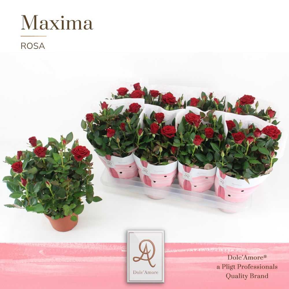 Potroos Rood P14 Dolc'Amore® Maxima, D 14