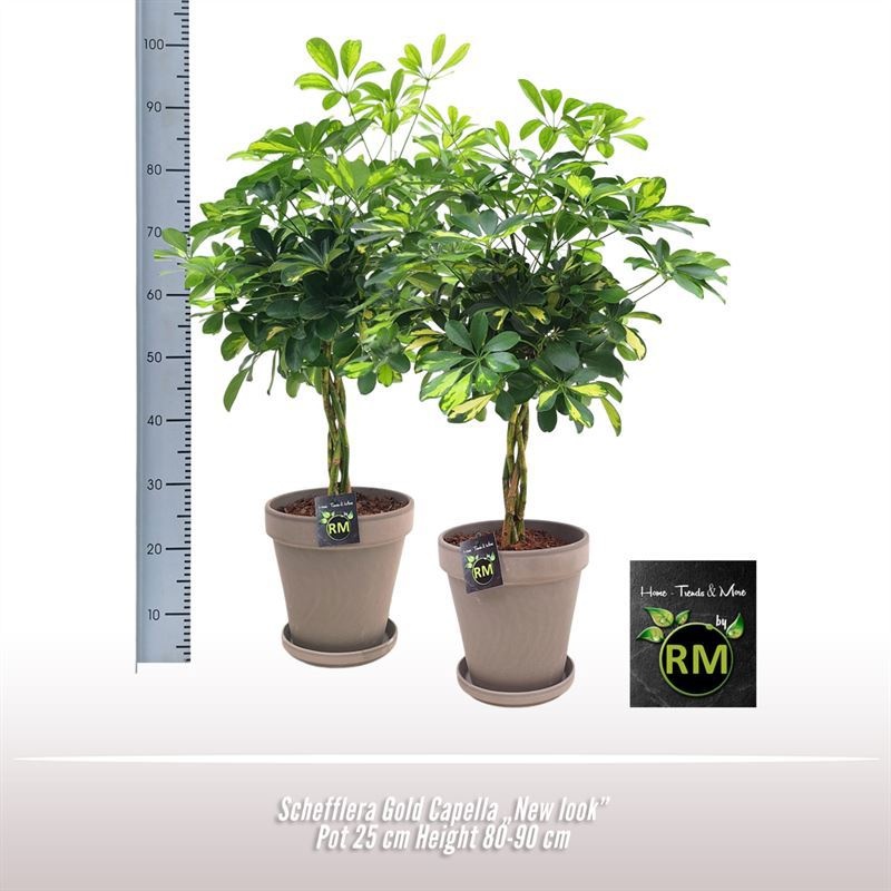 Schefflera Gold Capella New Look, D 25 cm Schefflera Gold Capella New Look, D 25 cm