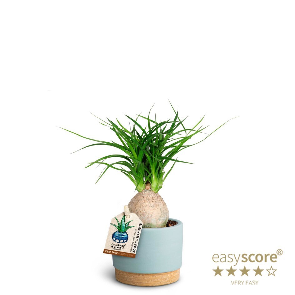 Woodbase Sky Blue, Beaucarnea, D 7 cm