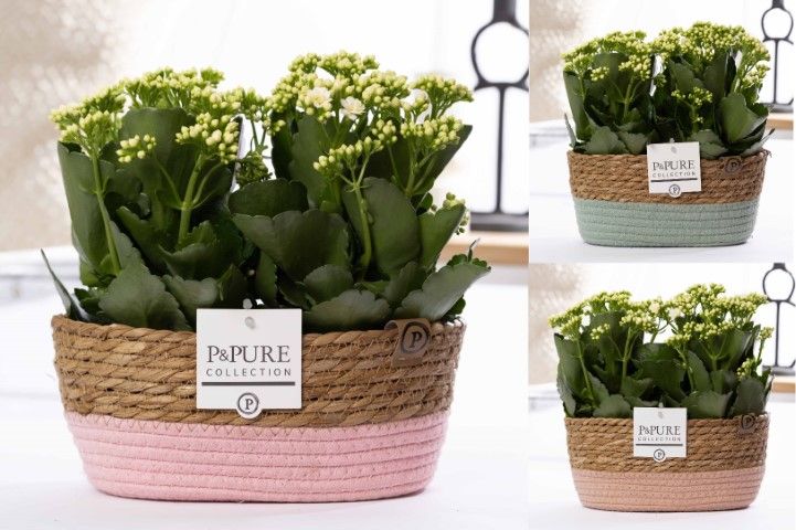 2x Kalanchoe white in P&PURE Fieldbasket 7, D 12 cm 2x Kalanchoe white in P&PURE Fieldbasket 7, D 12 cm