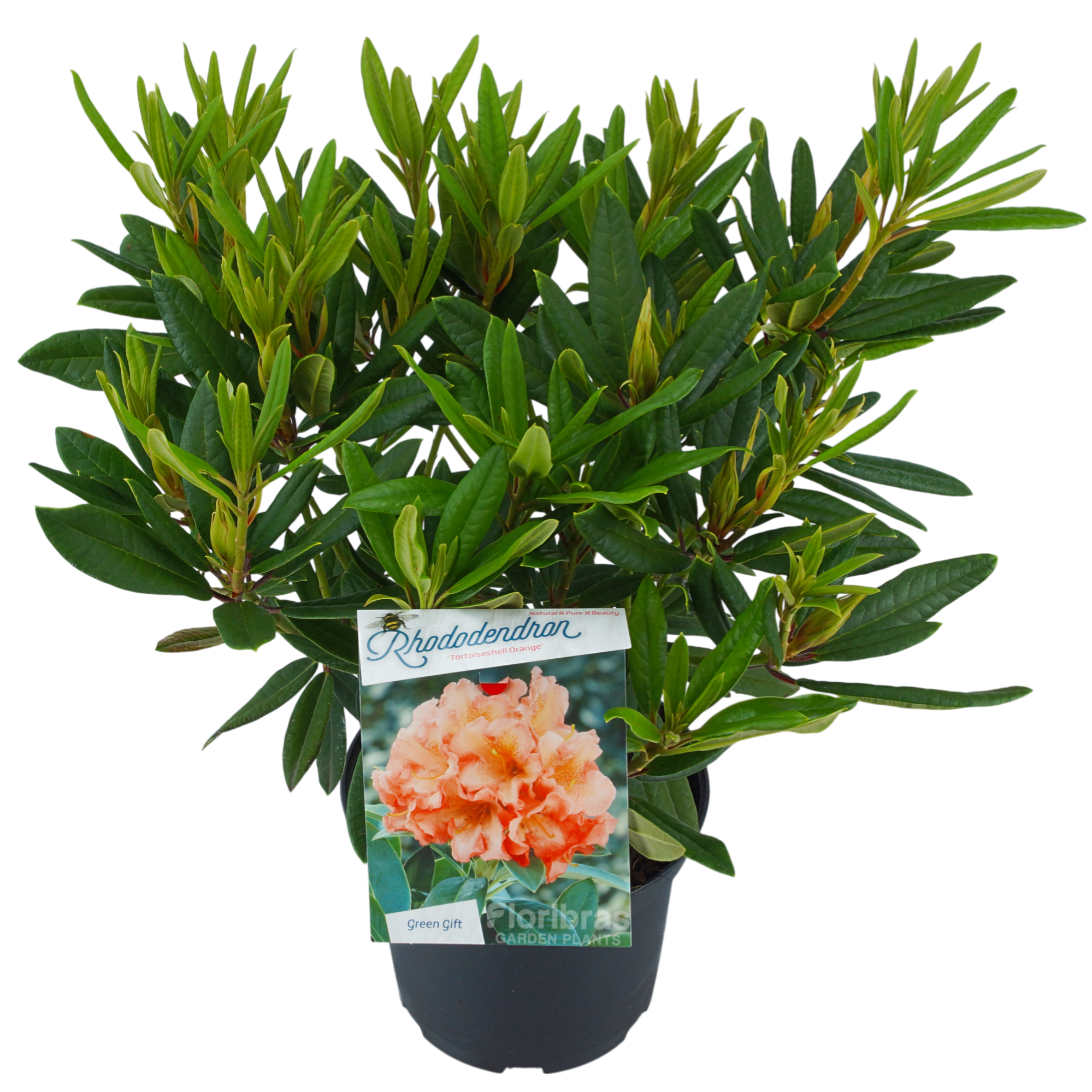 Rhodo. 'Tortois. Orange' orange/salmon, D 23