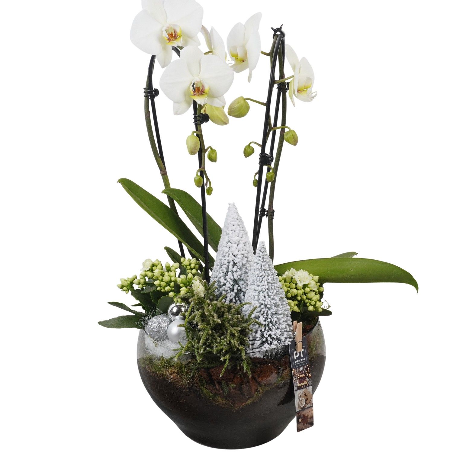 PTCHW4407 Arrangement Christmas White in glas schaal, D 23 cm