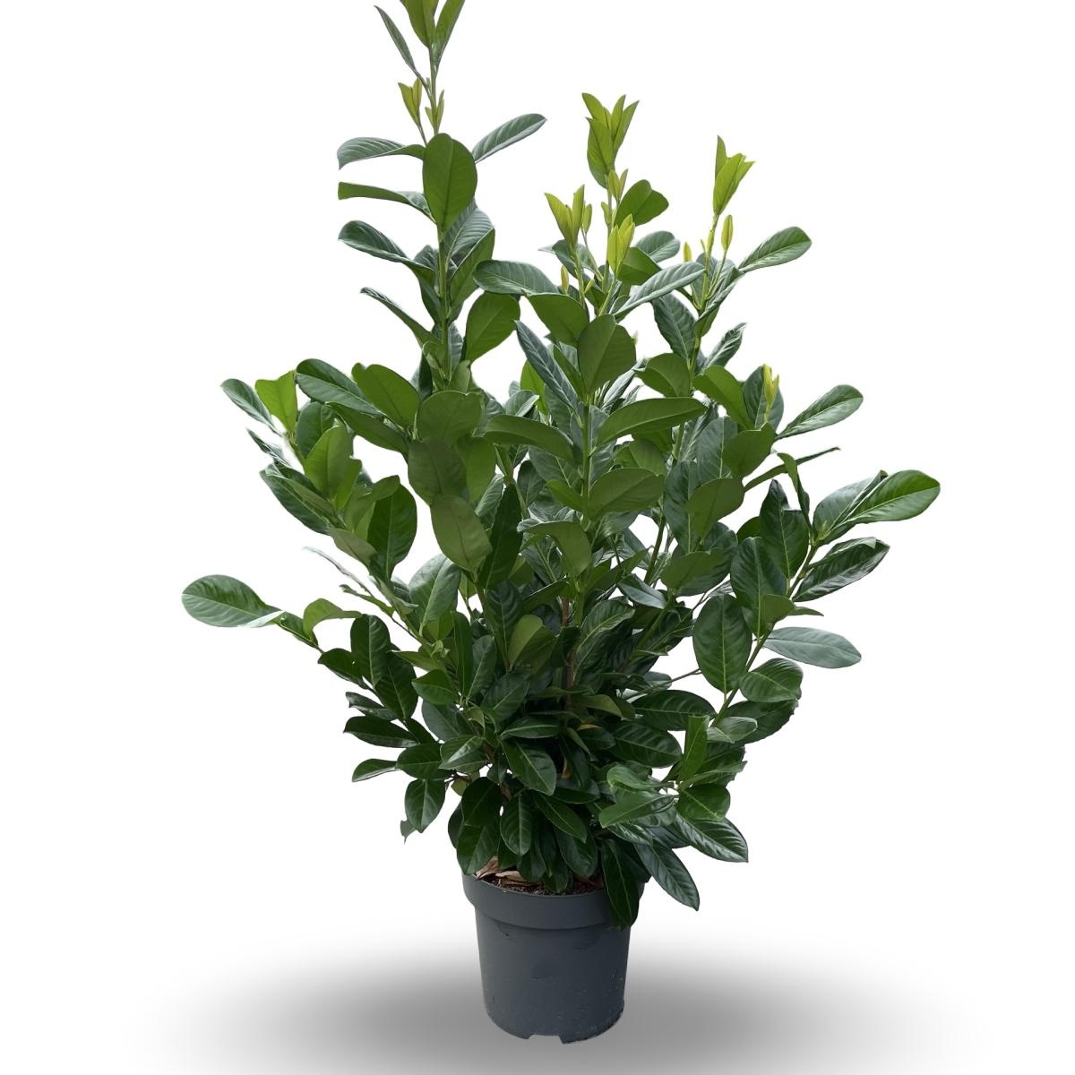 Prunus l. 'Rotundifolia', D 31