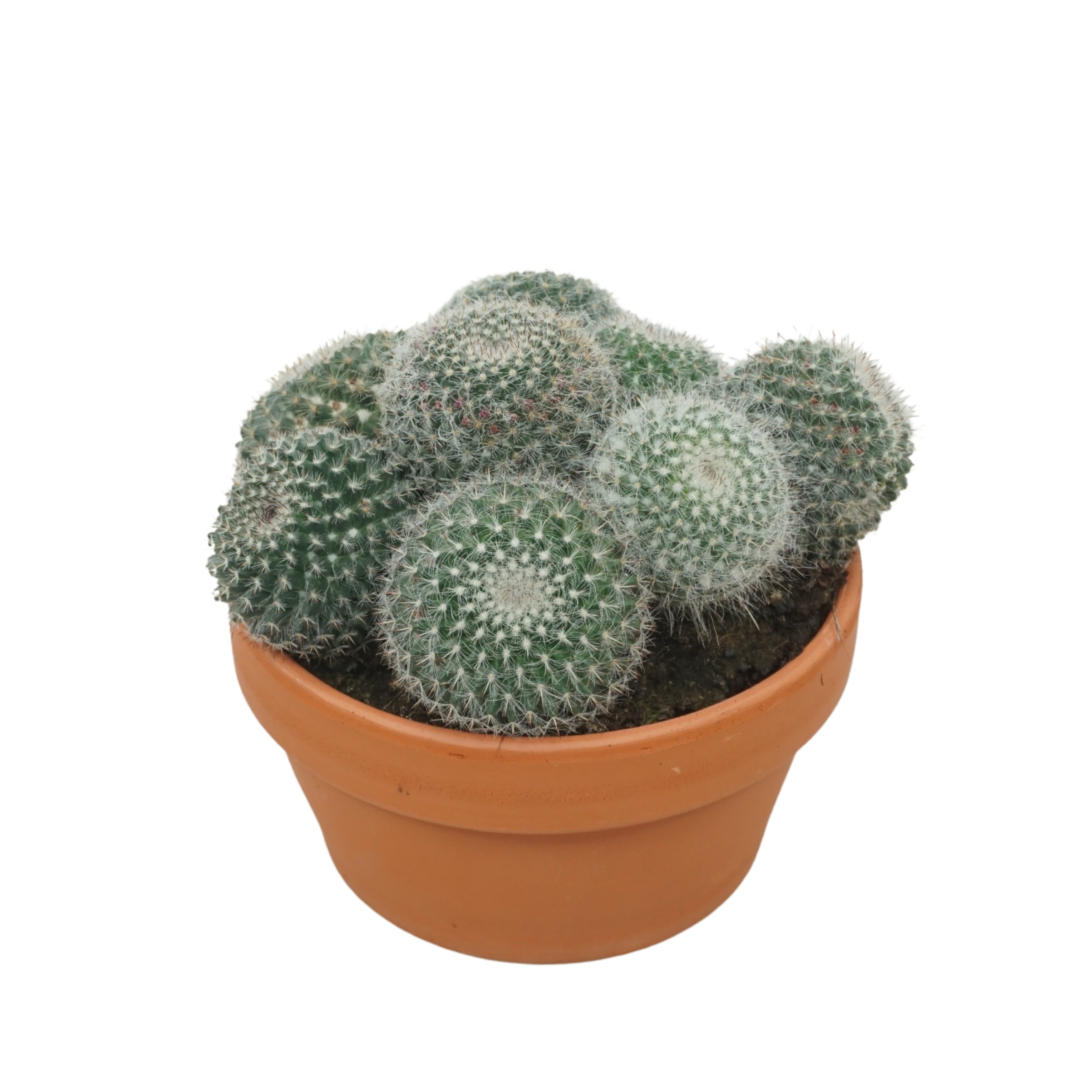 Mammillaria hahniana 17 cm, D 17