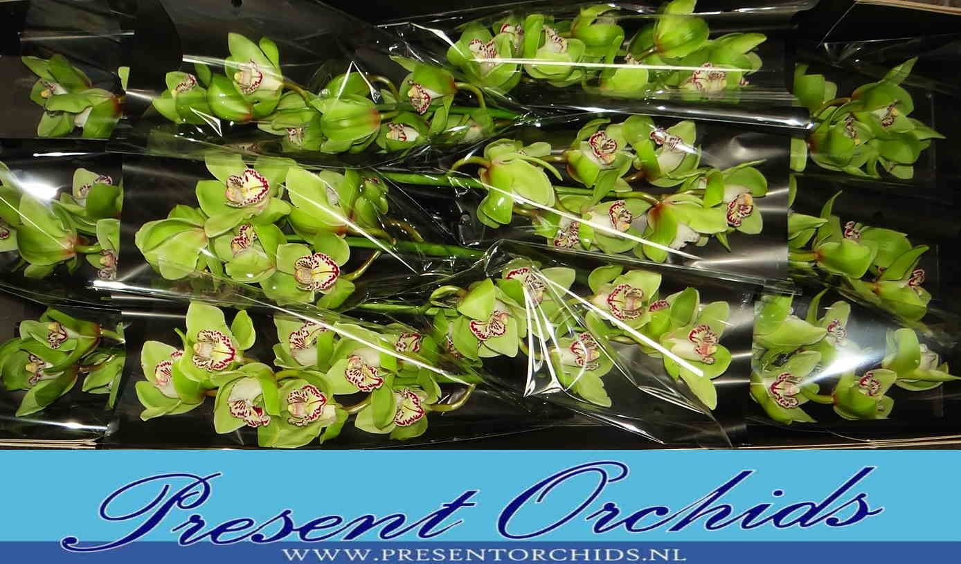 Цимбидиум Мистер Робин Гуд x12 50, шт.