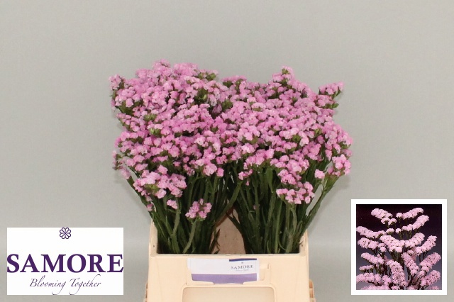 Статица Розелла Сан Бердс 45, шт.