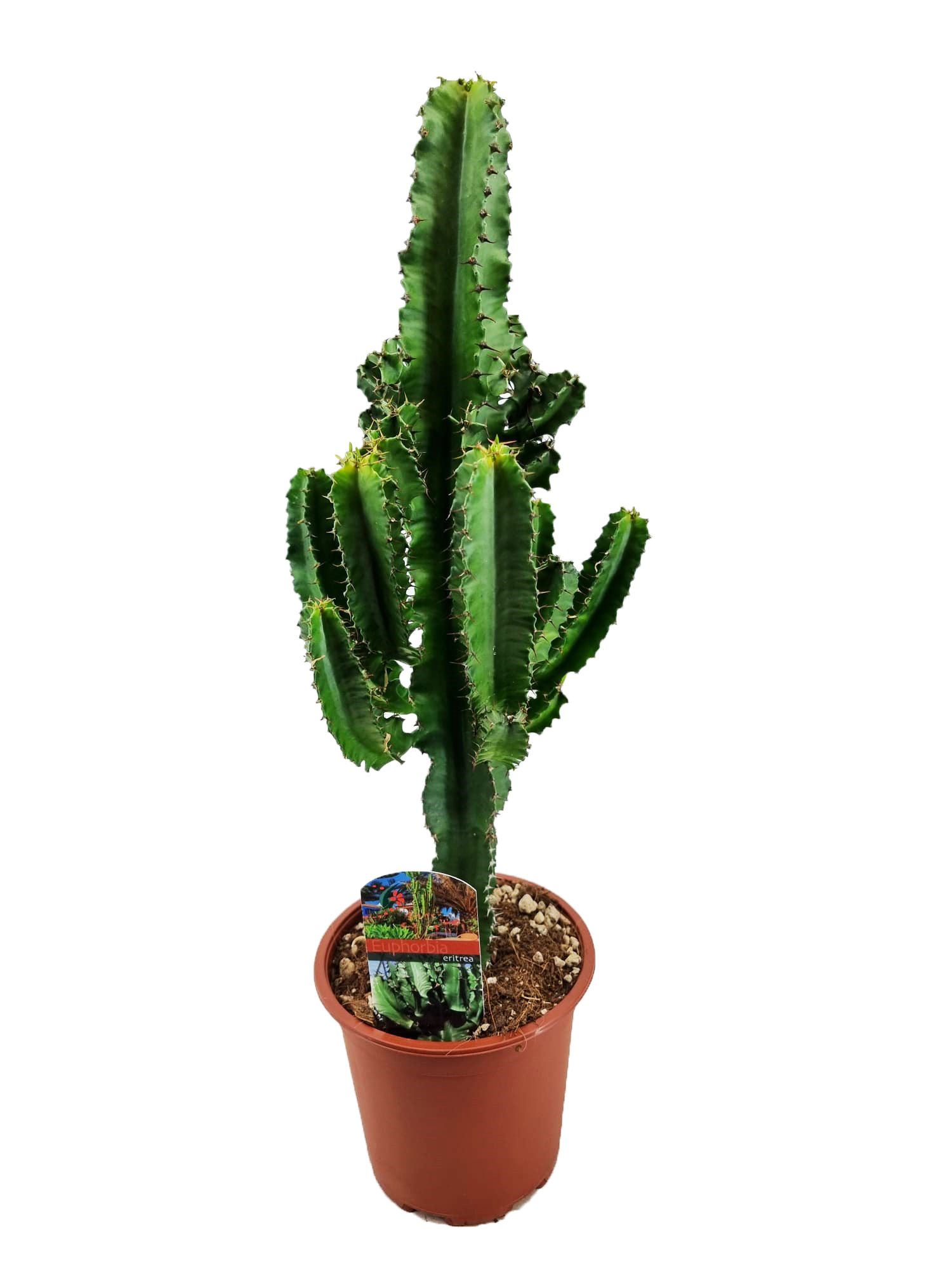 Euphorbia eritrea, D 17