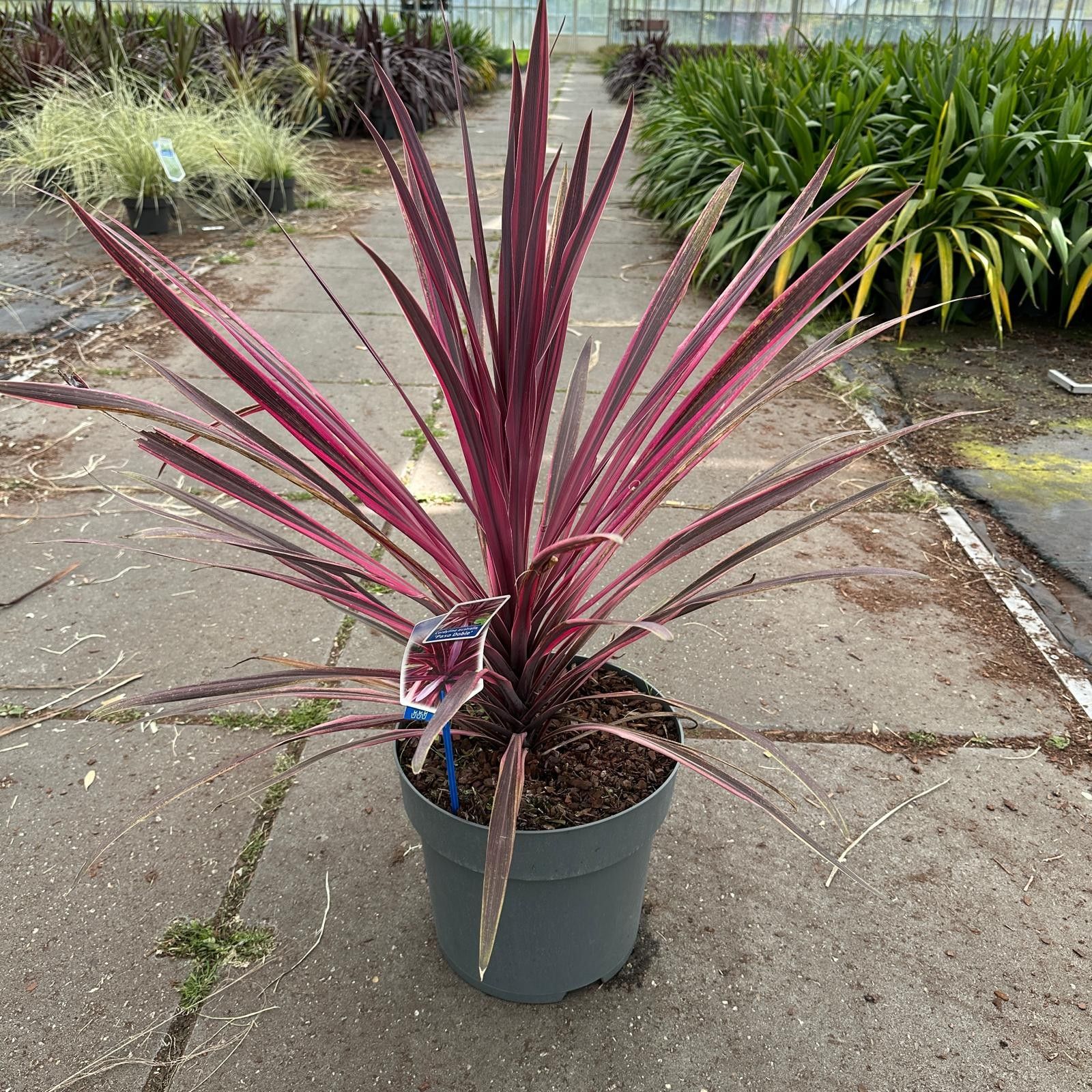 Cordyline australis 'Paso Doble' PBR, D 32 cm