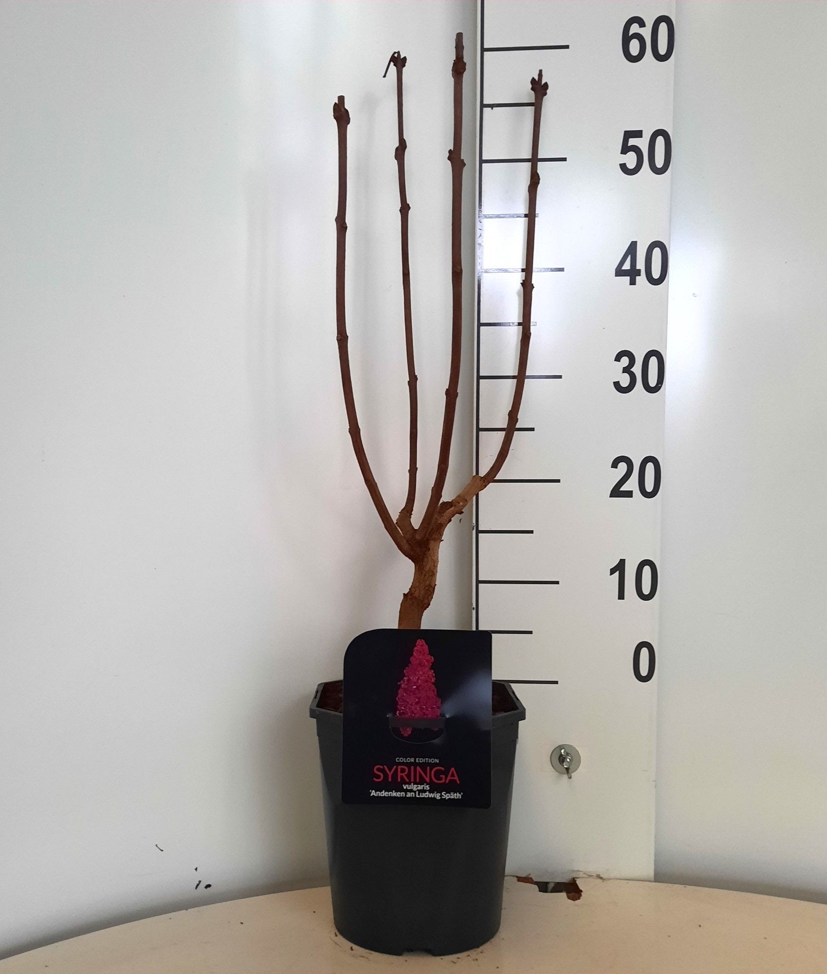 Syringa v. An. Ludwig Spath 4-5 tak, D 21
